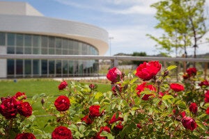 Roses blooming outside of the ENT Center