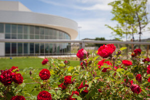 Roses blooming outside of the ENT Center